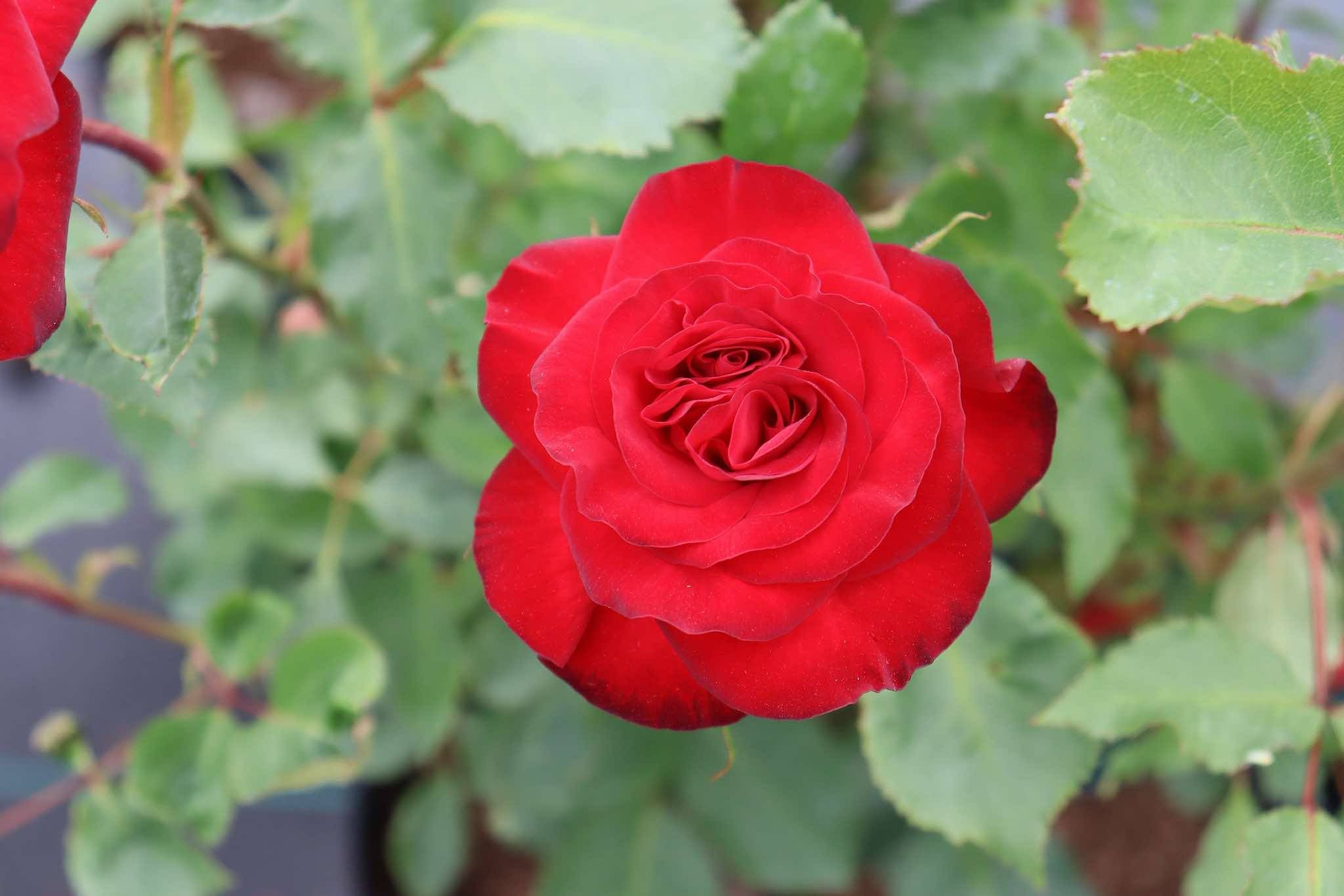 Rosa 'Wettra'