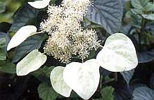 Schizophragma hydrangeoides ‘Moonlight'