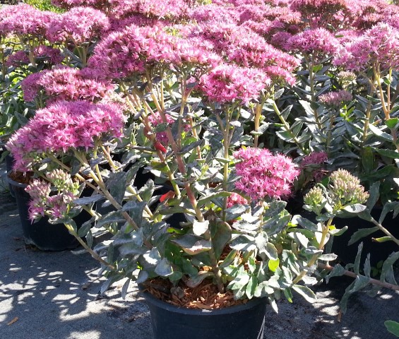 Ook Sedum'Munstead Dark Red'is een ideale terrasplant