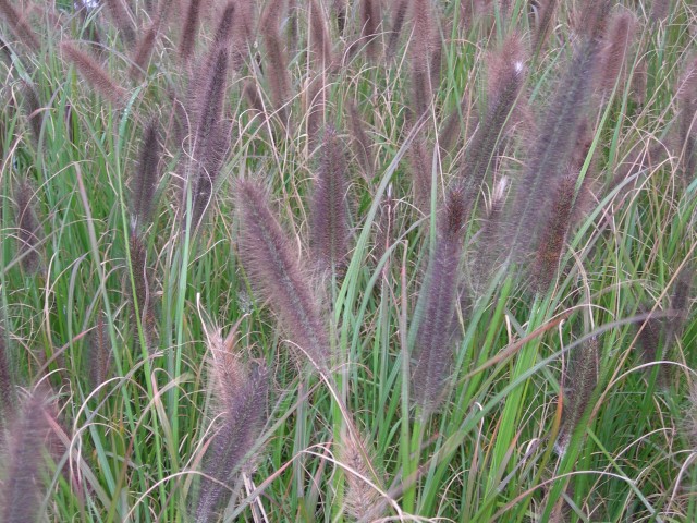 Pennisetum alopecuroides 'Hameln'