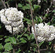 Viburnum carlcephalum