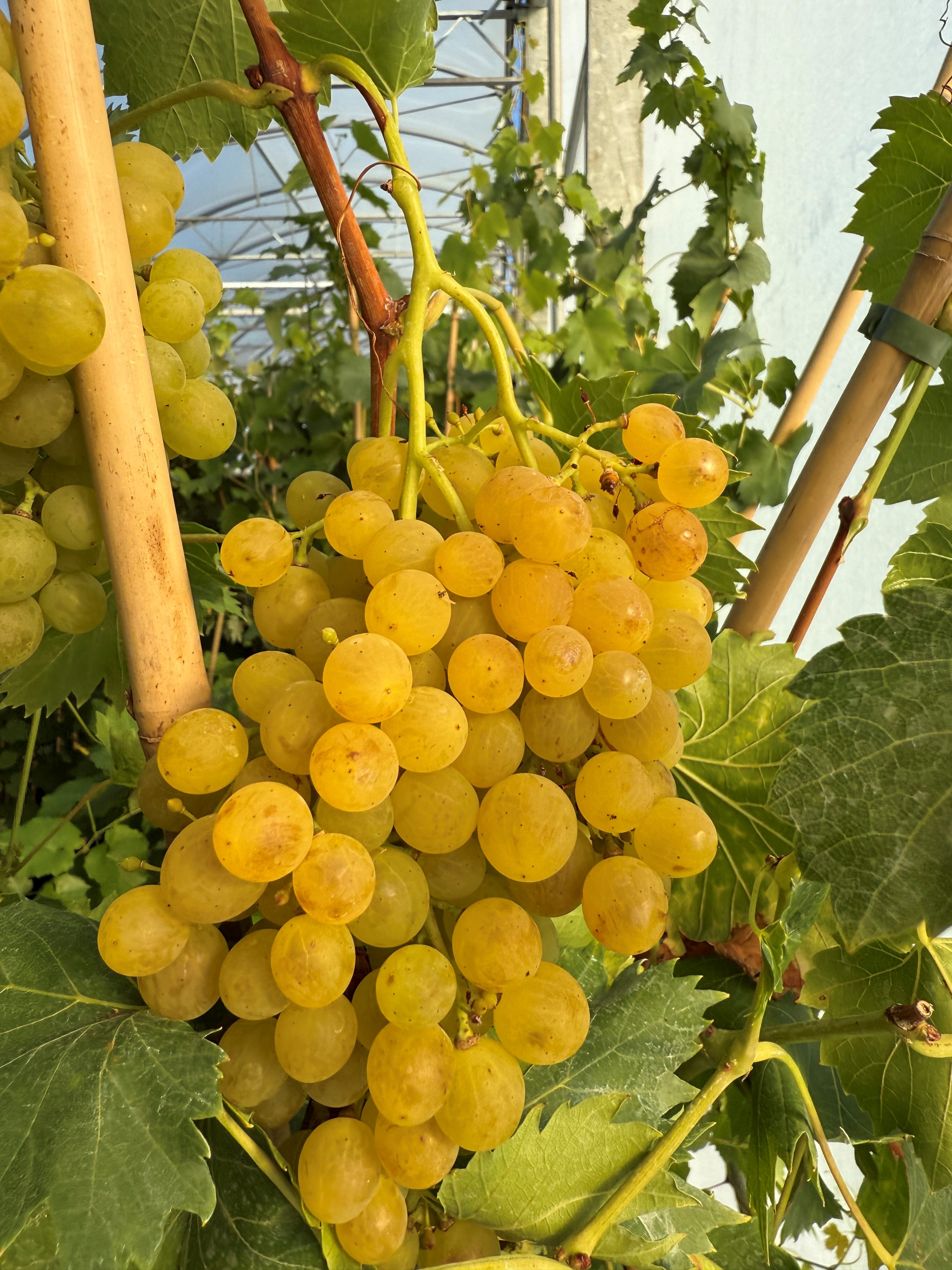 Vitis 'Solaris'