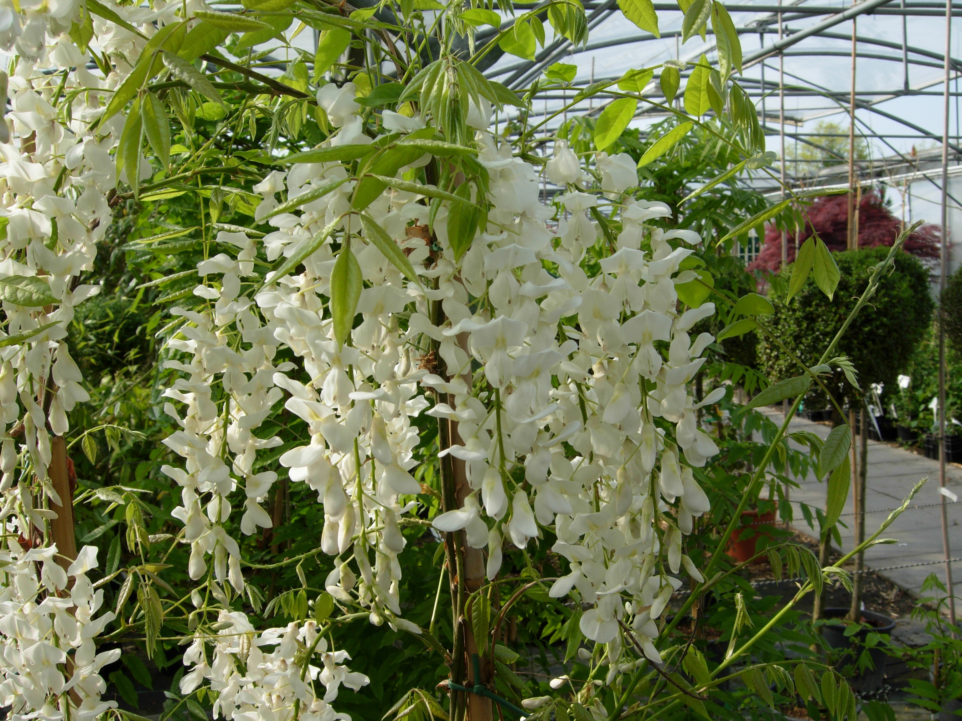 Nieuwsbrief april 2014 op plantendebock.be