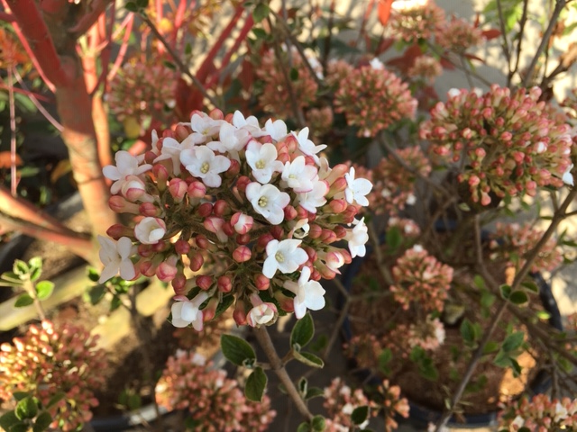 Viburnum burkwoodii 'Anne Russell'