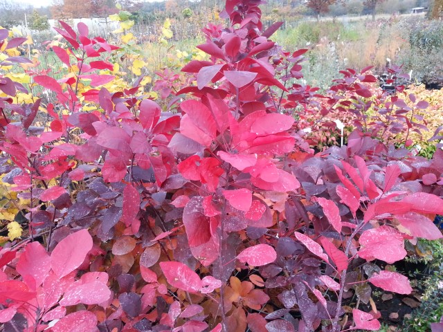 Cotinus 'Grace' : 9.50 euro/stuk