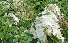 Hydrangea paniculata 'Pinky Winky'