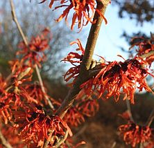 Hamamelis intermedia 'Diane'