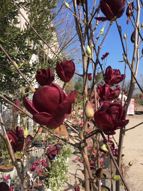 Magnolia 'Genie'