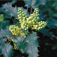 Mahonia wagneri 'Pinnacle'