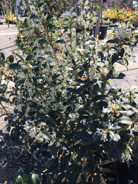 Osmanthus burkwoodii