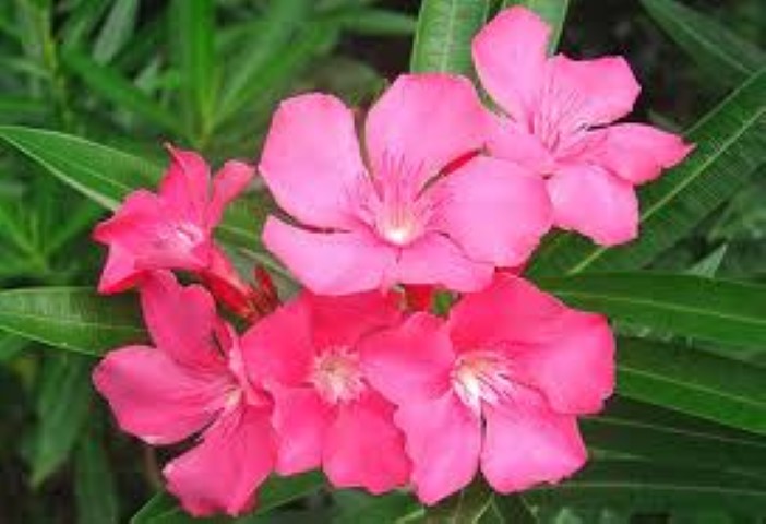 Oleander verkrijgbaar vanaf 25.90 euro